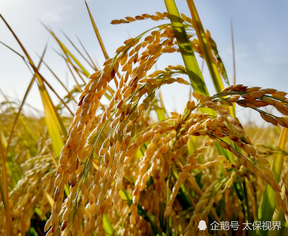 米东新区三道坝深秋的水稻田平平整整,直通天际,金灿灿的稻谷一望无际