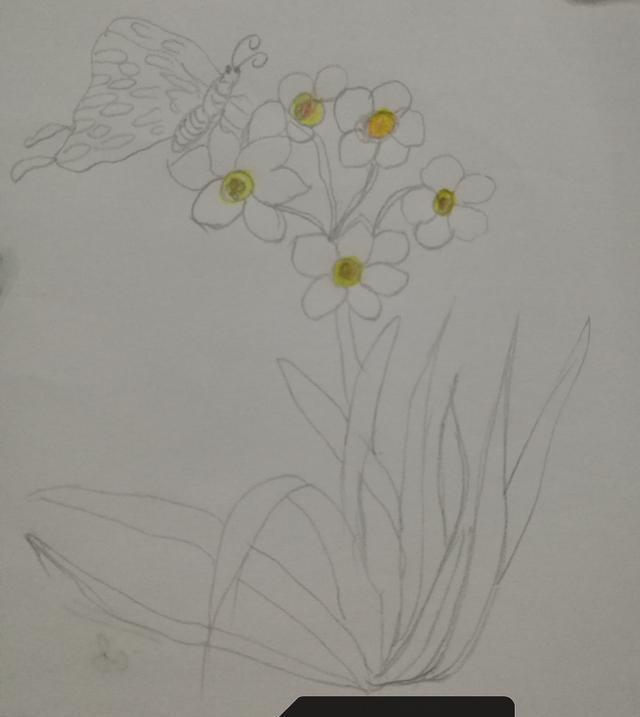 水仙花的简笔画法