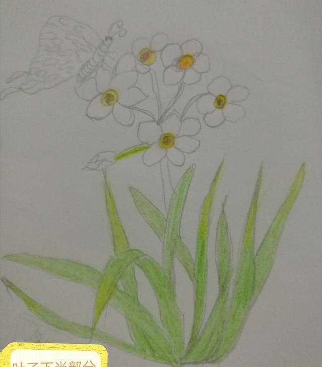 水仙花的简笔画法