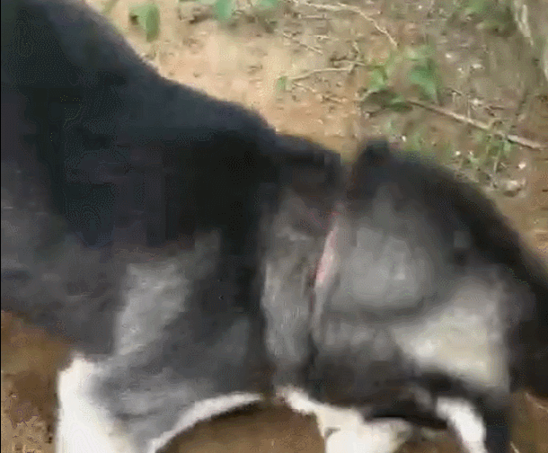 哈士奇挖墙脚,挖出两房一厅,傻狗笑得跟主人炫耀