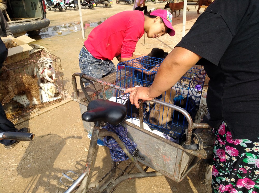 农村大姐在狗市出售土狗幼犬,每只30元,为何半