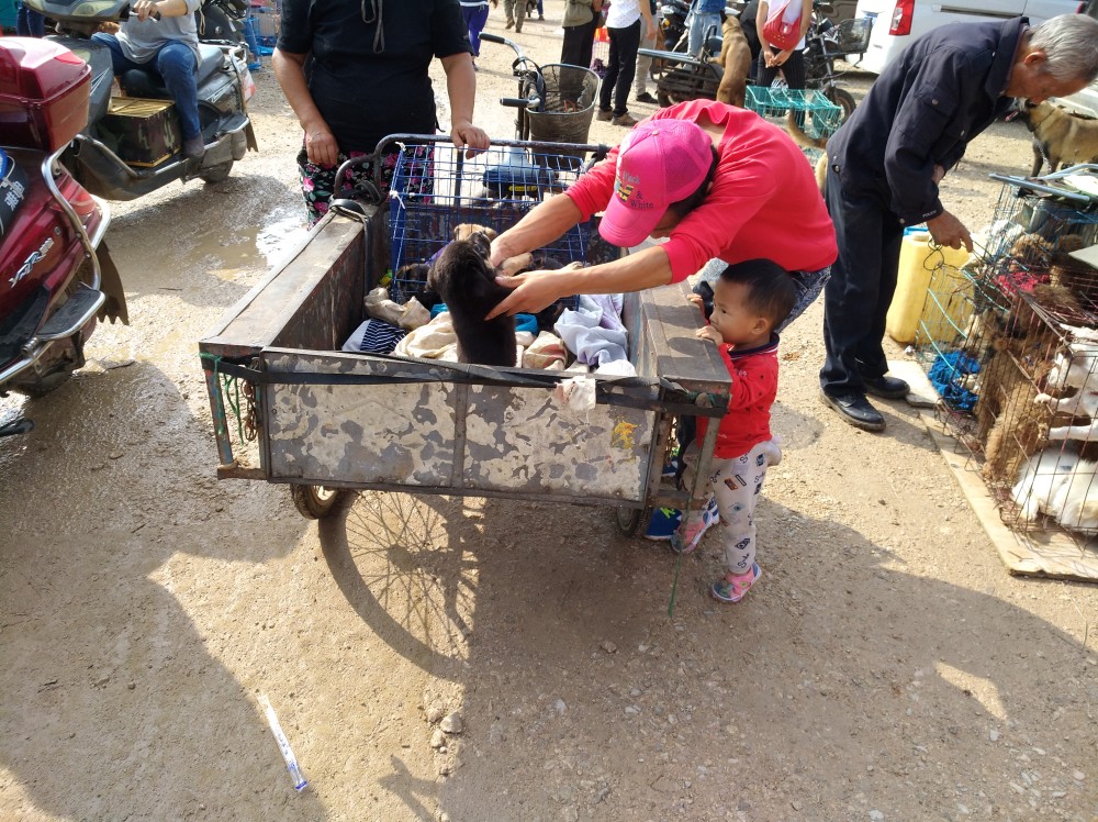 农村大姐在狗市出售土狗幼犬,每只30元,为何半