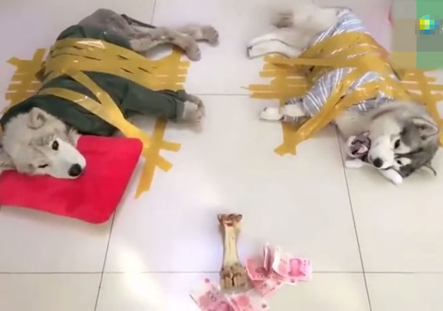 哈士奇被绑在地上,主人给钱都不起来,最后为了