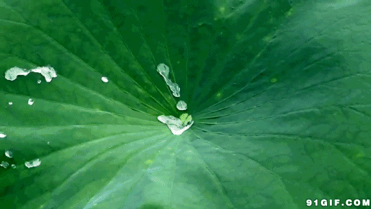 荷叶表面为什么不沾水呢原理_不沾水的荷叶(3)