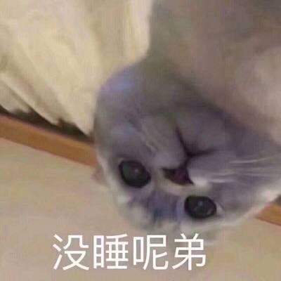 猫咪文字版.搞笑表情包