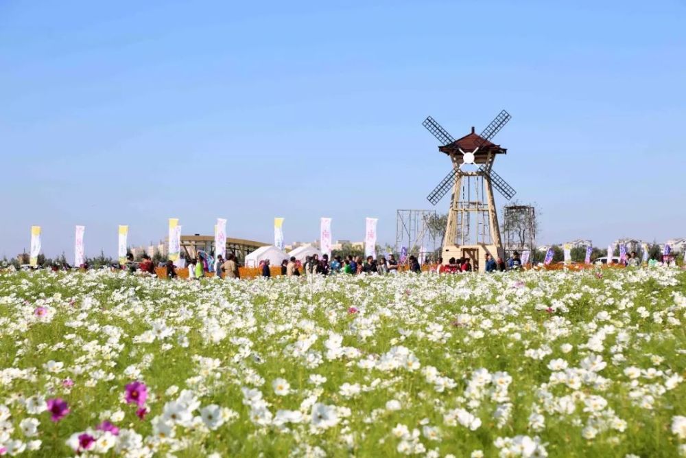 沈阳终迎来了花海级美景,两万平油菜花田迎风绽放!