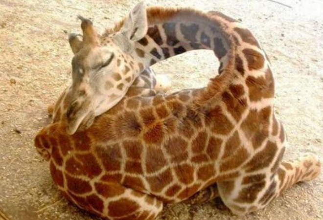 幽默笑话,朋友是个医生,病人来自农村,不懂术语