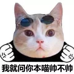 一组可爱的猫咪头表情包