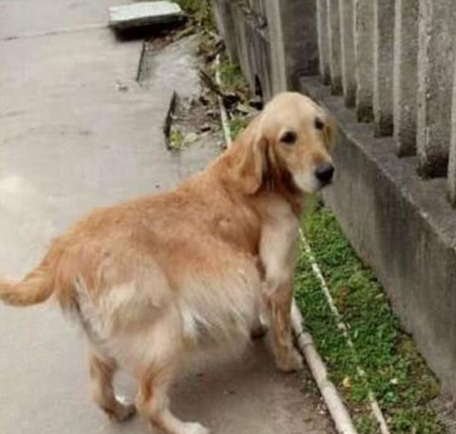 金毛肚子突然变大,主人无奈准备给它安乐死,女