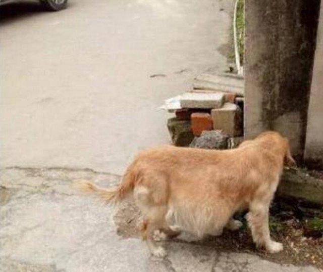 金毛肚子突然变大,主人无奈准备给它安乐死,女