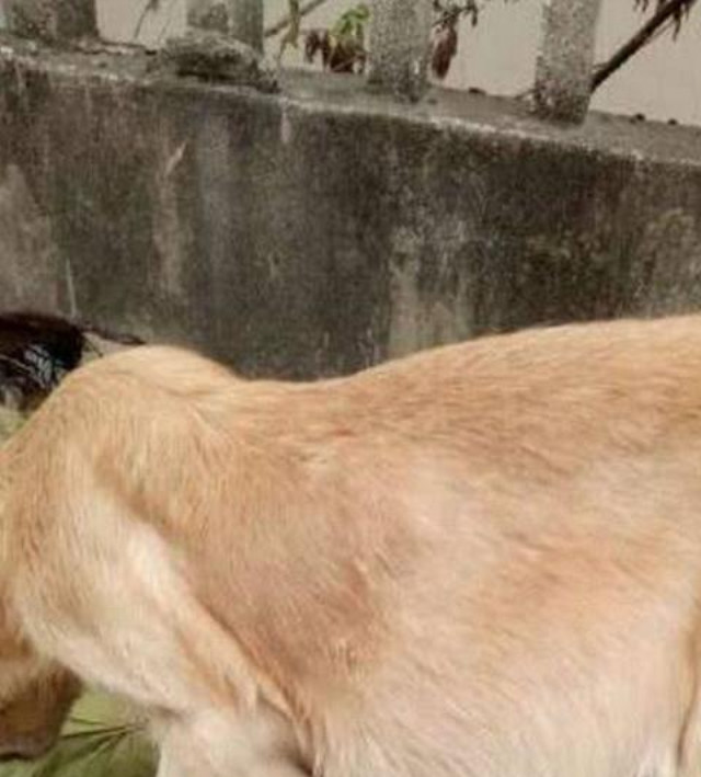 金毛肚子突然变大,主人无奈准备给它安乐死,女