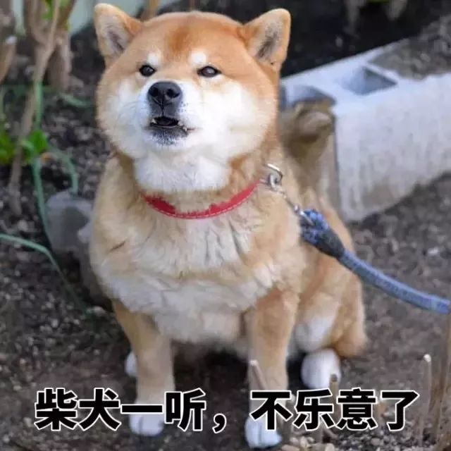 表情包:柴犬一听,不乐意了!