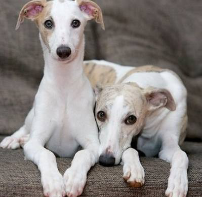 考了我一个问题是:哪三种动物叠加一起最高?