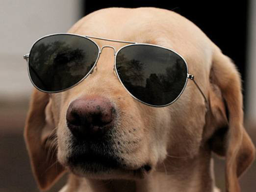 考了我一个问题是:哪三种动物叠加一起最高?