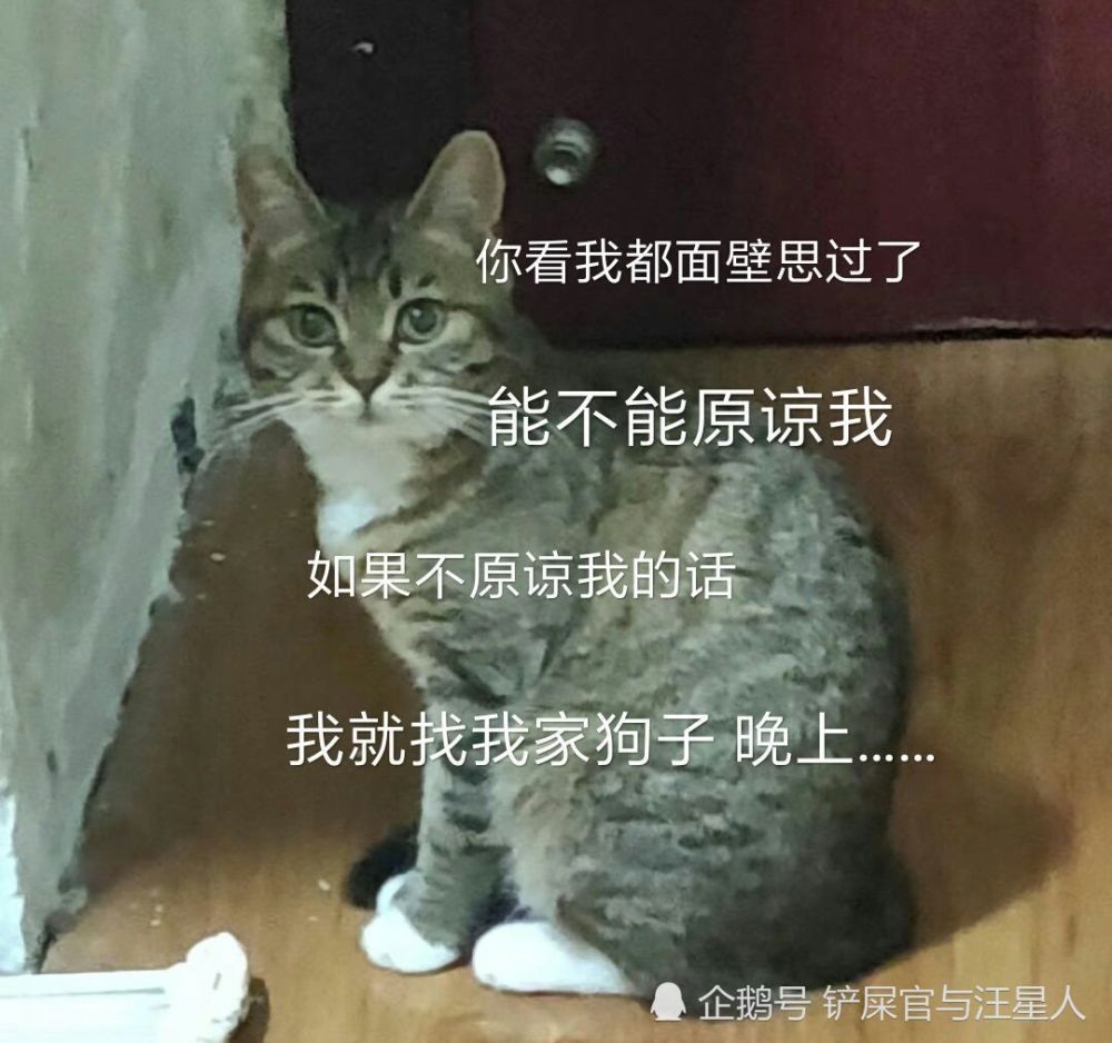 狸花猫又闯祸,被主人训斥一番后坐在墙角面壁思过,委屈模样萌翻