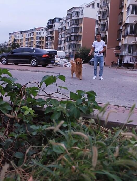 看见金毛被主人叫走,流浪狗傻看一脸羡慕,善良