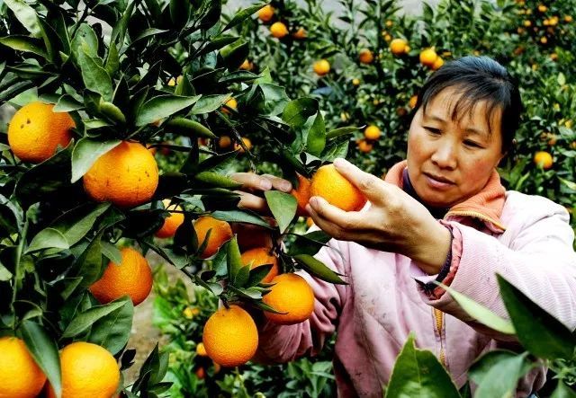 首届中国农民丰收节:展示丰收成果,助力乡村振兴