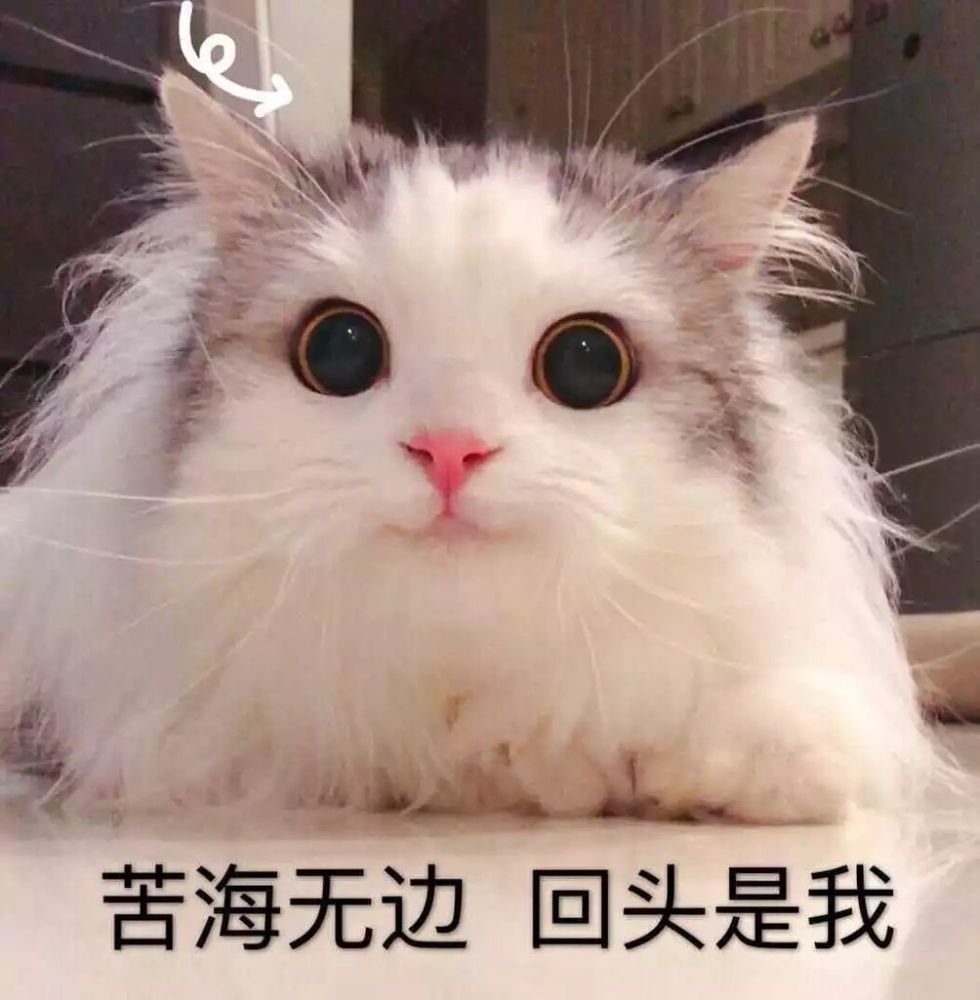 生活不易 猫咪叹气