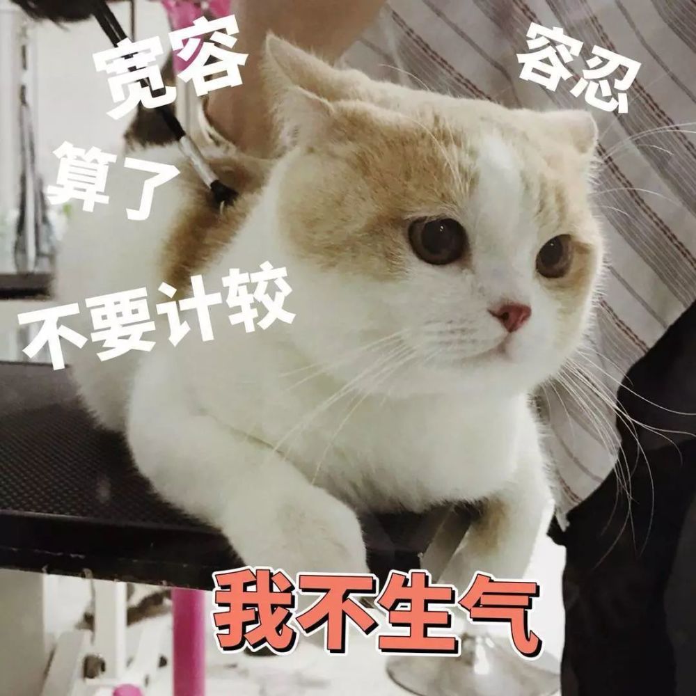 生活不易 猫咪叹气