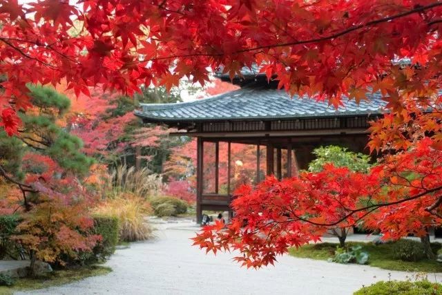 限时出发 正红叶季赏枫去 还能入住机器人酒店和百年温泉旅馆 看点快报