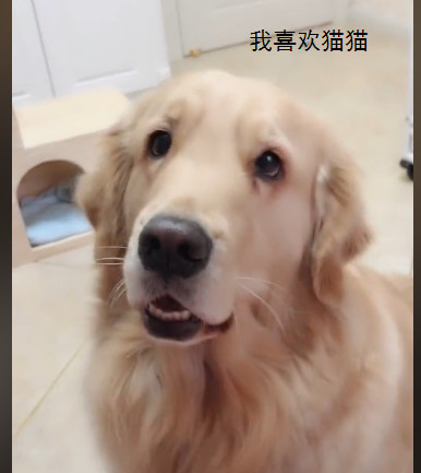 猫妈妈生了七只小猫后,嫌它们太吵扔给金毛照