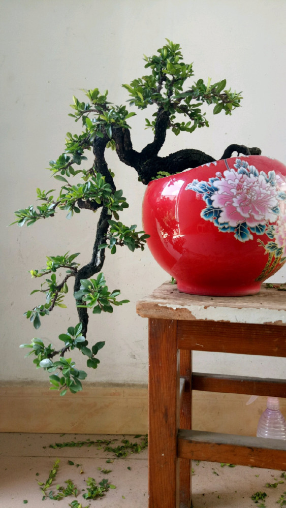 小叶鼠李微盆景,剃头开始,换个发型就是帅哥,爱上微盆景没商量