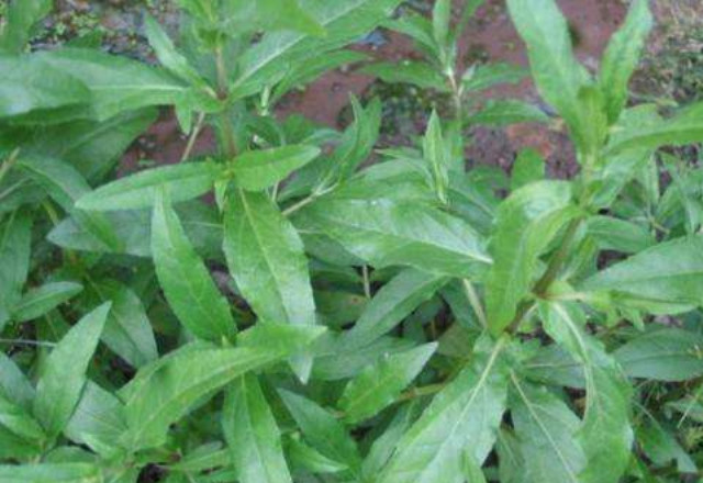 农村叫"臭灵丹"的植物有何功效和用途?今天总算知道了