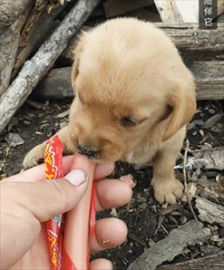 壁纸 动物 狗 狗狗 247_298 gif 动态图 动图