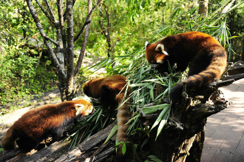 云南原始森林现罕见小熊猫,4天3晚林中探秘,闻长臂猿怪异吼叫