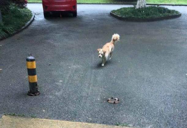 小伙收养流浪狗,第二天狗却跑了出来,小区里的