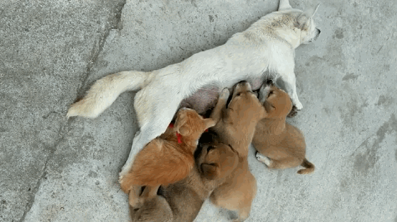 橘猫抢狗奶喝,任凭狗崽狂拽胡拉就是纹丝不动,小土狗