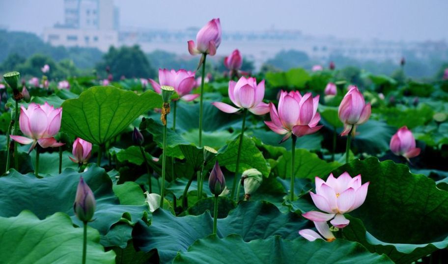 马云所说的荷花定律,到底是什么意思?