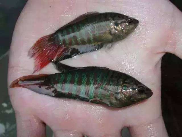 鱼类,中国斗鱼,食蚊鱼