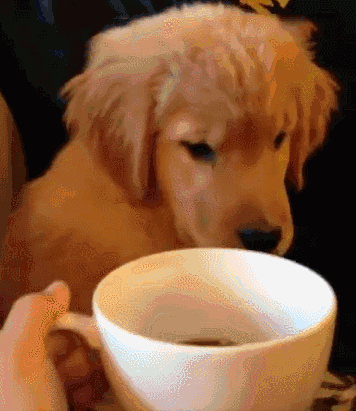 壁纸 动物 狗 狗狗 356_411 gif 动态图 动图