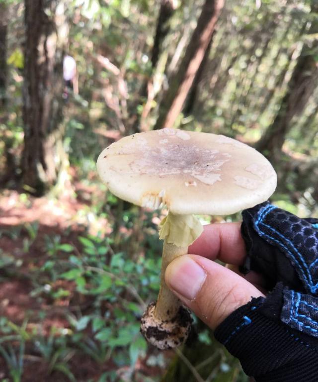 自驾深入武陵山区腹地,探寻舌尖的美味"九月香"野生菌