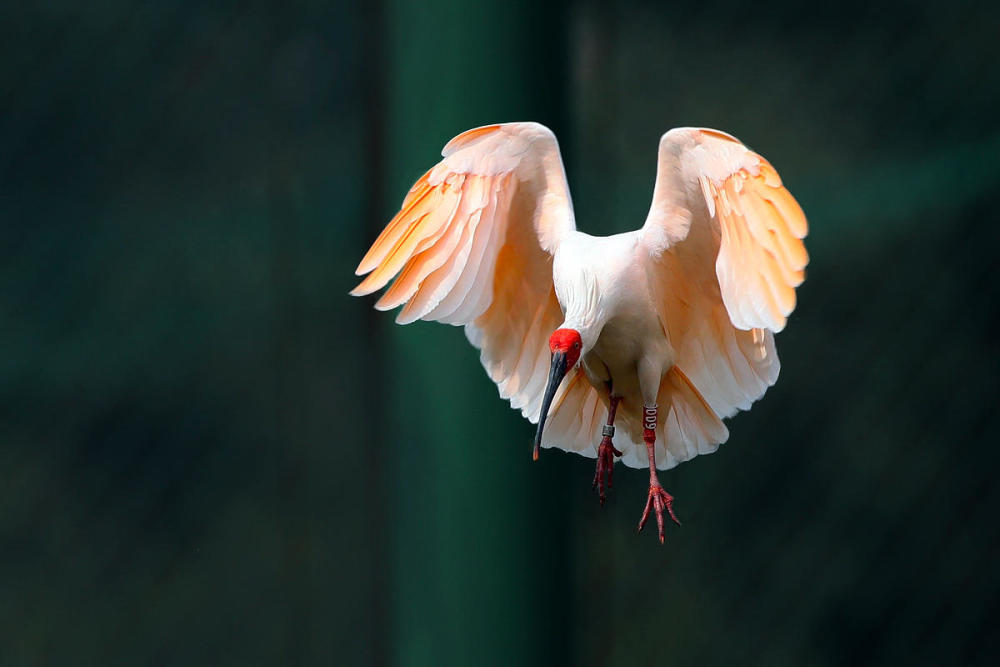 中国向日本赠送朱鹮_日本为什么只能向中国索要朱鹮 随意云