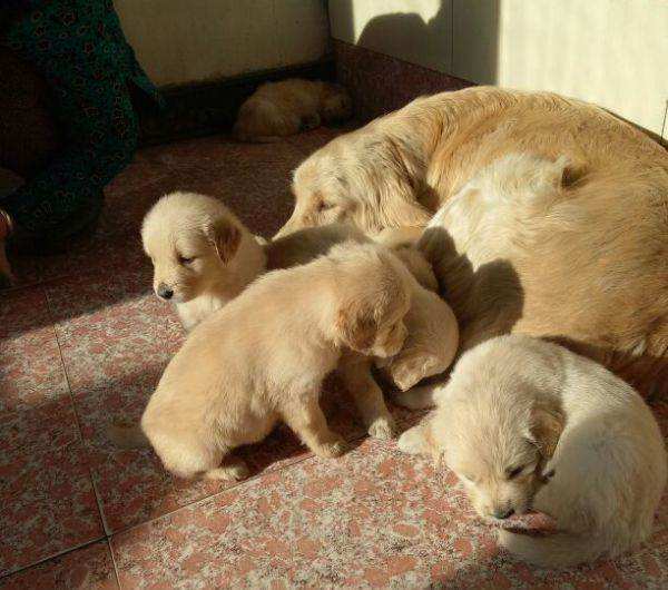 男子金毛犬产崽,房东上门两次抱走三只,得知真