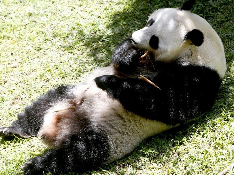 熊猫伤人后绝食几天,知道真相后的网友怒了:死了也活该!