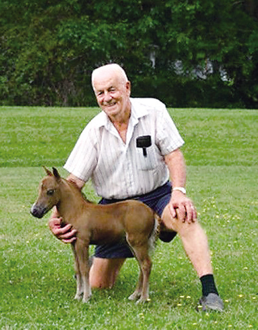 澳大利亚的迷你马,最小的马只有9千克,是小孩子最喜欢