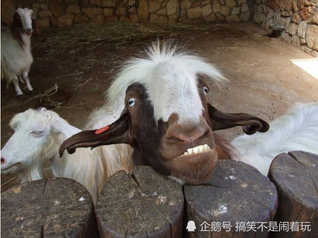 搞笑GIF:这个铁头刚厉害,那个可以劈砖,来看看