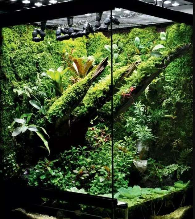 把生态系统搬进家门，长沙生态雨林缸制作入门教程！