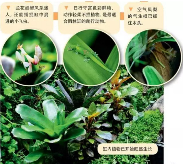 把生态系统搬进家门，长沙生态雨林缸制作入门教程！