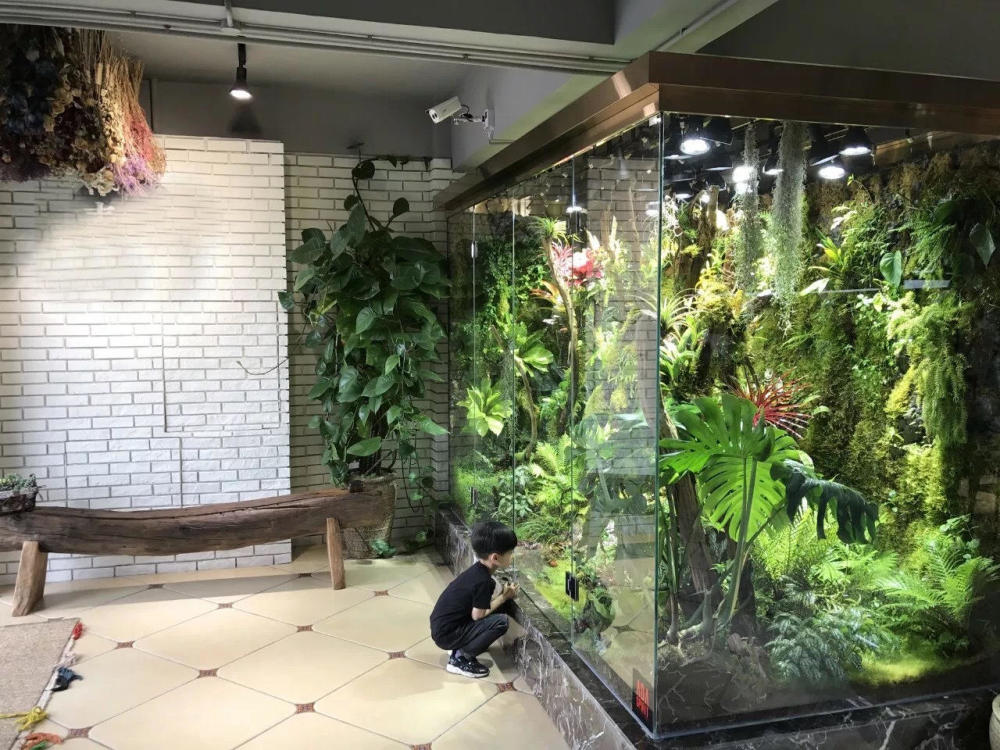 把生态系统搬进家门，长沙生态雨林缸制作入门教程！