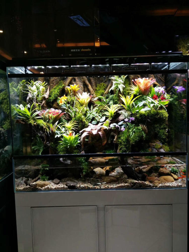 把生态系统搬进家门，长沙生态雨林缸制作入门教程！