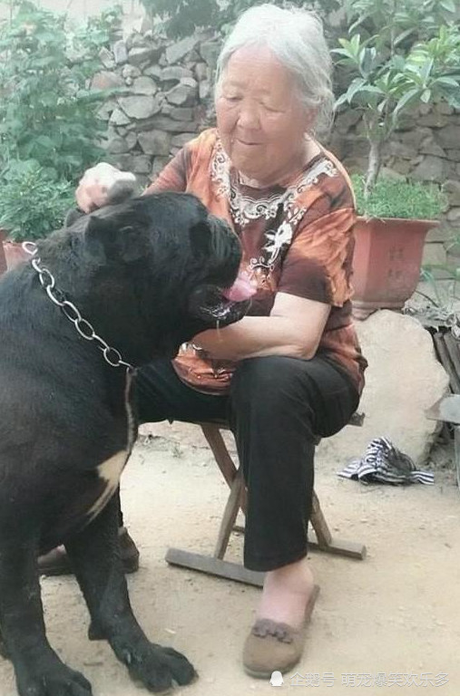 有爱心的老奶奶把猛犬卡斯罗当孩子养,一人一