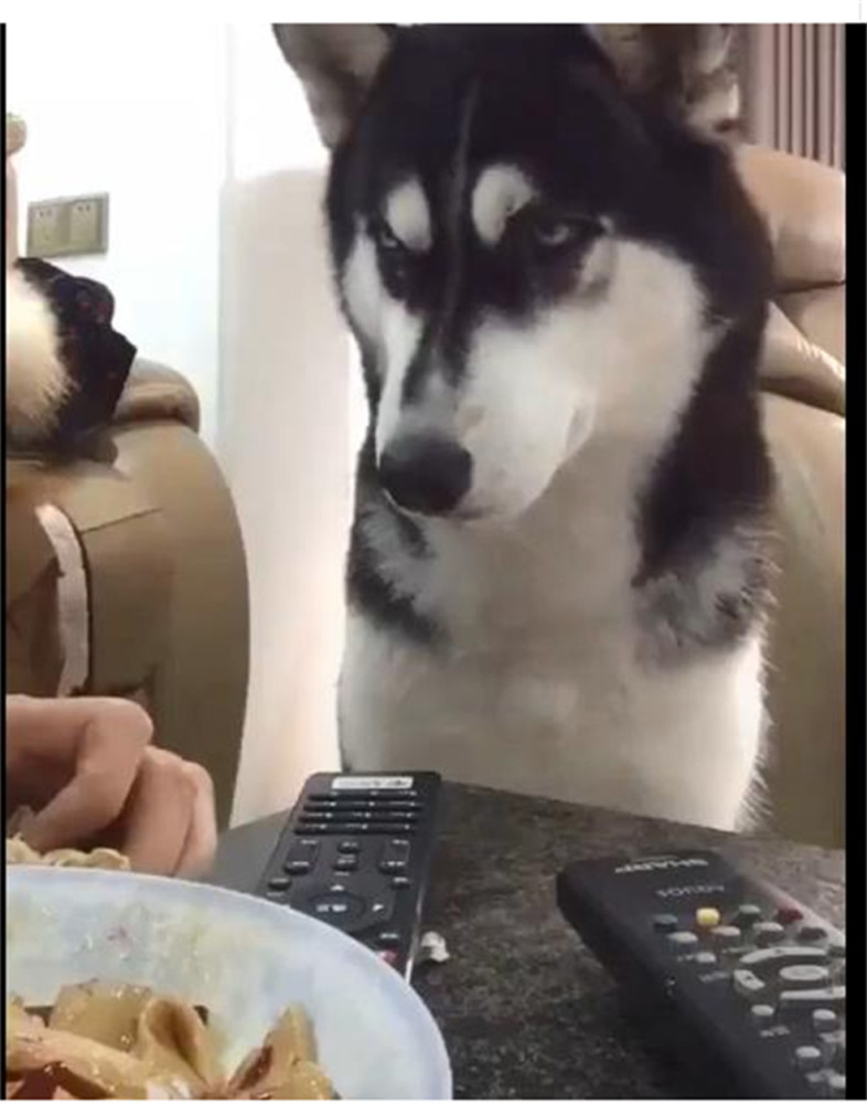二哈面对美食一副高冷样,却被长串口水出卖,网友:继续