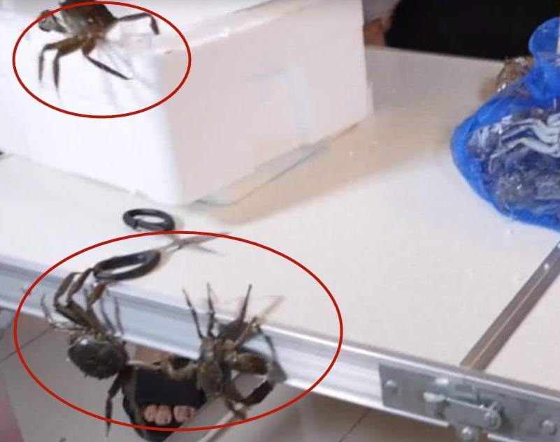 男子不顾劝说,拼多多上买螃蟹,2块5一只,打开后