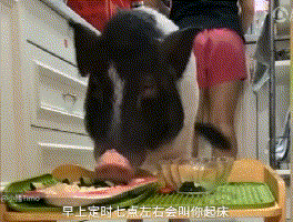 上海这只宠物猪要成