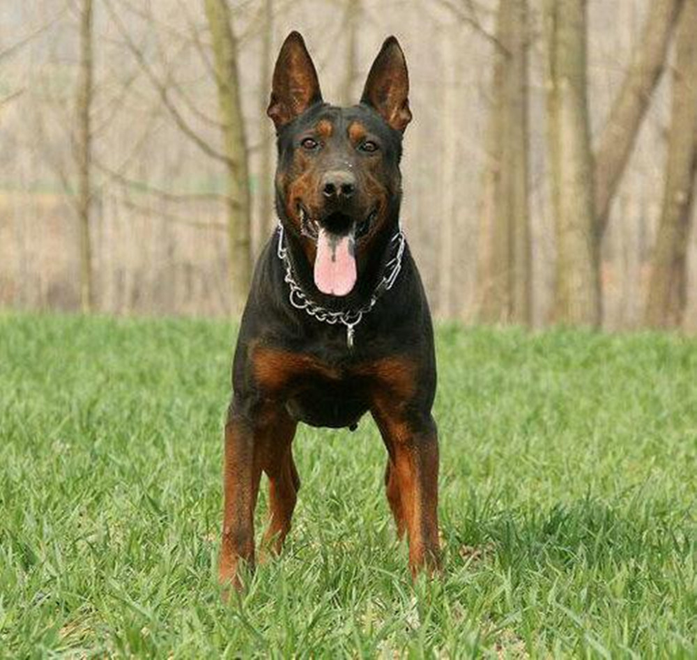 中国境内的7大名犬,洋狗如何与它们比肩?也许你只知道