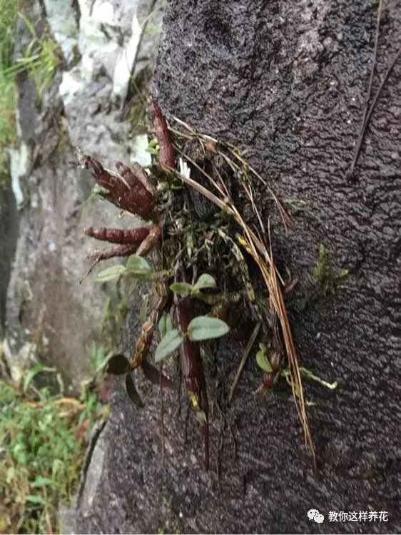 有个朋友知道以后,出1000元要买,张大叔才知道是珍贵的中草药,铁皮